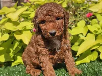 Phoenix , a male Poodle - Miniature  for sale in Boyden, IA – 6 of 10