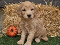 Slater, a male Goldendoodle for sale in Boyden, IA – 10 of 10