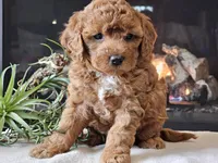 Kirby , a male Cavapoo for sale in Boyden, IA – 2 of 10