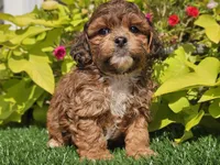 Noah, a male Shihpoo for sale in Boyden, IA – 6 of 10