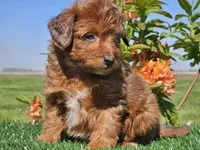 Jimmy, a male Miniature Aussiedoodle for sale in Boyden, IA – 10 of 10