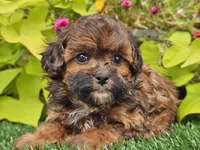 Nugget, a male Shihpoo for sale in Boyden, IA – 2 of 10