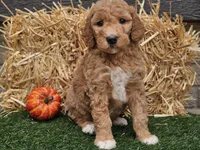 Serenity , a female Goldendoodle for sale in Boyden, IA – 2 of 10