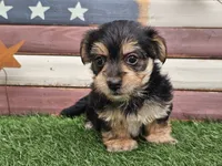 Krissy, a female Morkie for sale in Boyden, IA – 6 of 10