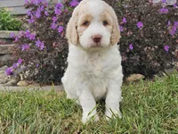 Millie, a female Goldendoodle for sale in Boyden, IA – 2 of 10