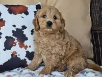 Jax, a male Miniature Goldendoodle for sale in Boyden, IA – 4 of 10