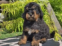 Suki, a male Miniature Bernedoodle for sale in Boyden, IA – 9 of 9