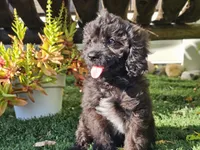 Grady, a male Cavapoo for sale in Boyden, IA – 9 of 10