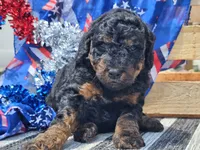 Kalla, a female Bernedoodle for sale in Boyden, IA – 3 of 10