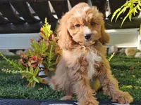 Gideon, a male Cavapoo for sale in Boyden, IA – 5 of 10