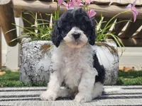 Turbo, a male Cavapoo for sale in Boyden, IA – 6 of 10
