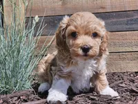 Raija, a female Havapoo for sale in Boyden, IA – 3 of 10