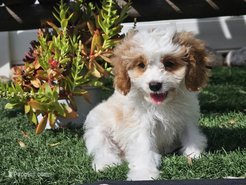 Greta – Cavapoo puppy for sale in Boyden, IA