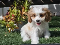 Greta, a female Cavapoo for sale in Boyden, IA – 1 of 10