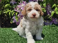 Simba, a male Havapoo for sale in Boyden, IA – 8 of 10
