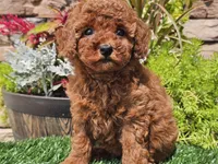 Destiny, a female Poodle - Miniature  for sale in Boyden, IA – 3 of 10
