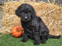 Sage, a female Goldendoodle for sale in Boyden, IA – 6 of 10