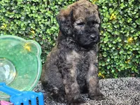 Forest , a male Whoodle for sale in Boyden, IA – 9 of 10