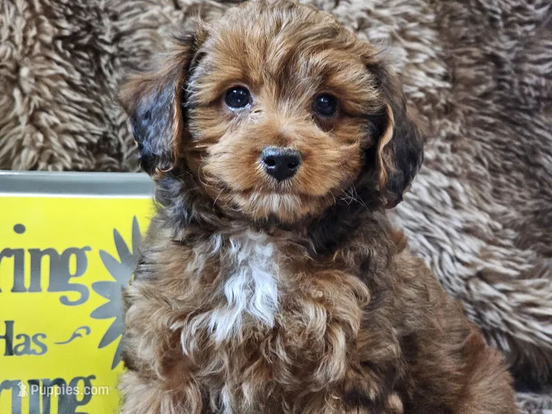 Erik – Miniature Aussiedoodle puppy for sale in Boyden, IA