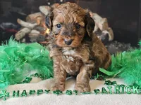 Erik, a male Miniature Aussiedoodle for sale in Boyden, IA – Photo 10 of 10