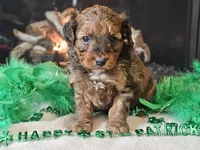 Erik, a male Miniature Aussiedoodle for sale in Boyden, IA – Photo 6 of 10