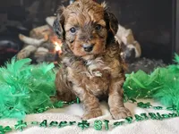 Erik, a male Miniature Aussiedoodle for sale in Boyden, IA – Photo 2 of 10