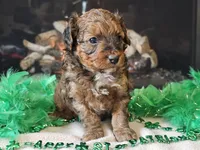 Erik, a male Miniature Aussiedoodle for sale in Boyden, IA – Photo 5 of 10