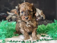 Erik, a male Miniature Aussiedoodle for sale in Boyden, IA – Photo 4 of 10