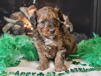Erik, a male Miniature Aussiedoodle for sale in Boyden, IA – Photo 9 of 10