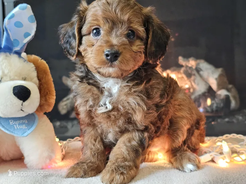 Erik – Miniature Aussiedoodle puppy for sale in Boyden, IA