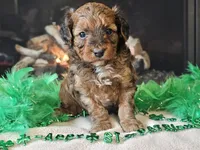 Erik, a male Miniature Aussiedoodle for sale in Boyden, IA – Photo 1 of 10