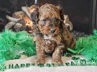 Erik, a male Miniature Aussiedoodle for sale in Boyden, IA – Photo 8 of 10