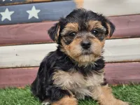 Kala, a female Morkie for sale in Boyden, IA – 2 of 10