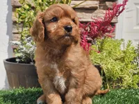 Gibson, a male Cavapoo for sale in Boyden, IA – 5 of 10