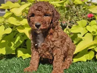 Phoenix , a male Poodle - Miniature  for sale in Boyden, IA – 2 of 10