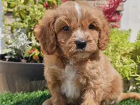 Gideon, a male Cavapoo for sale in Boyden, IA – 7 of 10