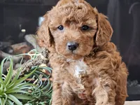 Kirby , a male Cavapoo for sale in Boyden, IA – 6 of 10