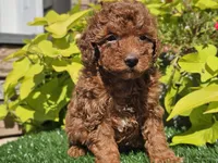 Prada, a female Poodle - Miniature  for sale in Boyden, IA – 7 of 10