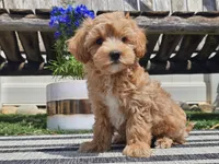 Piko, a male Maltipoo for sale in Boyden, IA – 4 of 10