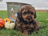 Benny, a male Havapoo for sale in Boyden, IA – 8 of 10