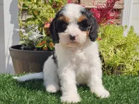 Gemma, a female Cavapoo for sale in Boyden, IA – 5 of 10