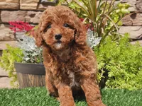 Desmond, a male Poodle - Miniature  for sale in Boyden, IA – 7 of 10