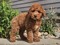 Felicia , a female Cockapoo for sale in Boyden, IA – 8 of 10