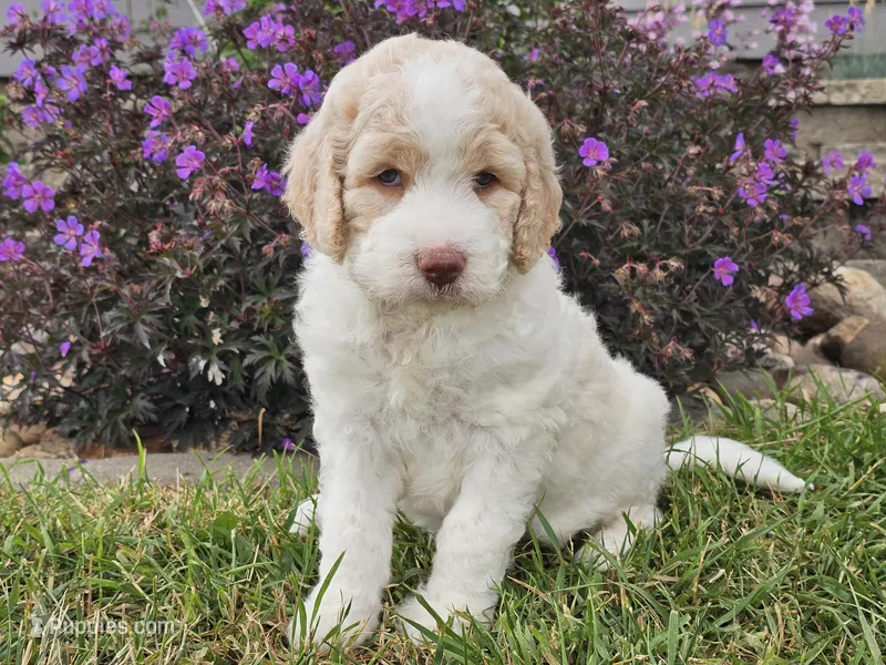 Millie – Goldendoodle puppy for sale in Boyden, IA