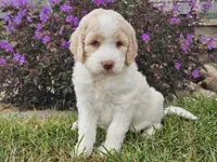 Millie, a female Goldendoodle for sale in Boyden, IA – 1 of 10
