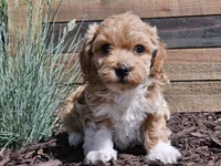 Raija, a female Havapoo for sale in Boyden, IA – 2 of 10