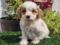 Greta, a female Cavapoo for sale in Boyden, IA – 3 of 10