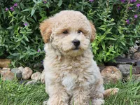 Sunny, a male Havapoo for sale in Boyden, IA – 8 of 9