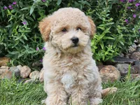 Sunny, a male Havapoo for sale in Boyden, IA – 6 of 9