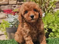 Dascha, a female Poodle - Miniature  for sale in Boyden, IA – 5 of 10